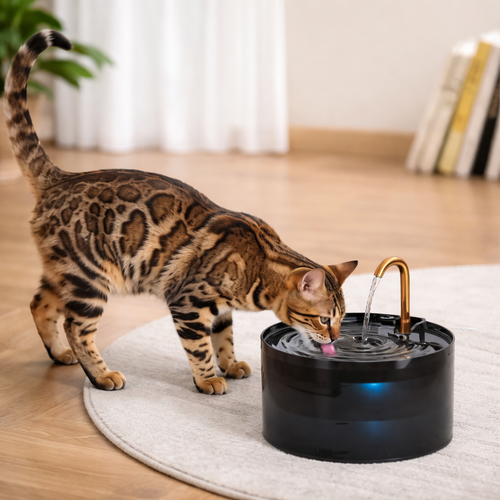 Kitty Fountain