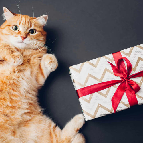 Mystery Cat Toy