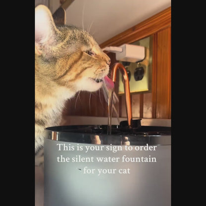 Kitty Fountain